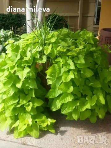 Ипомея Батат, два различни зелени сорта!