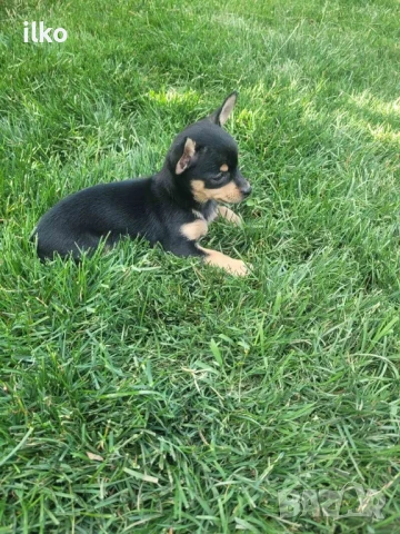 Момиче пинчер , снимка 1