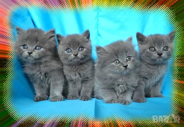 Чистокръвно Британско дългокосместо котето, снимка 6 - Британска късокосместа - 53322558