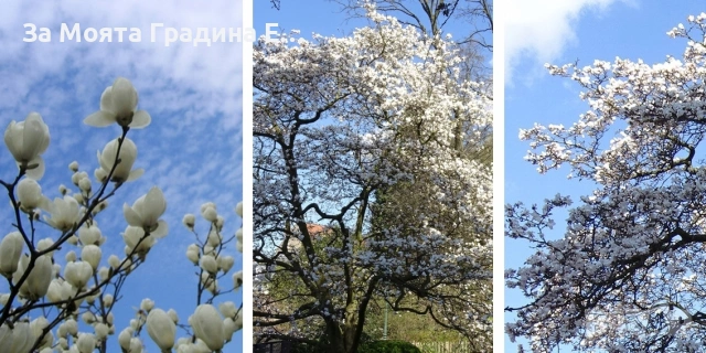 Магнолия - Lenei Alba, снимка 4 - Къщи - 53634613