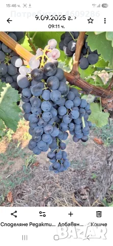 Продавам десертно грозде за ракия 
