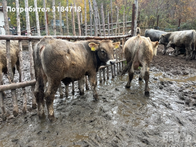 Месодайни Телета за Продан, снимка 9 - Крави - 52479978