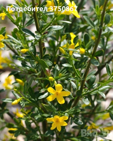 🌿💛🌱 Храстовиден жасмин (Jasminum fruticans), снимка 3 - Градински цветя и растения - 53118418
