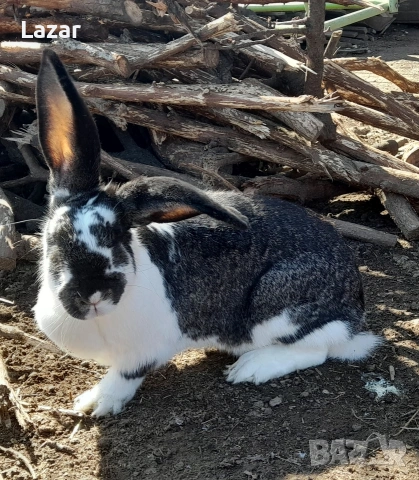 Продавам зайки, снимка 2 - Други животни - 53732394