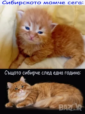 Сибирски котенца, сибирче, хипоалергично, коте, сибирска котка, снимка 14 - Сибирски - 56132083