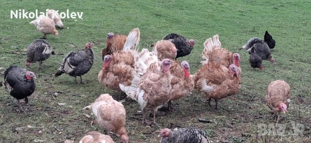 Продавам домашни био пуйки, снимка 5 - Кокошки и пуйки - 52677427