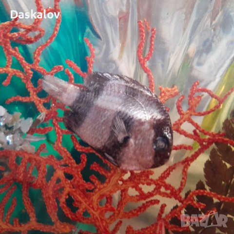 Продавам декоративна мида , снимка 8 - Други ценни предмети - 41355211