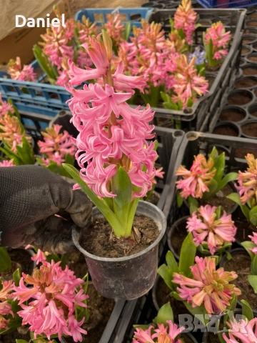 Зюмбюл, снимка 8 - Градински цветя и растения - 53383881