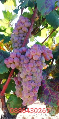 Грозде сорт Червен мискет , снимка 1