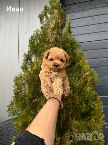Той пудел /toy poodle