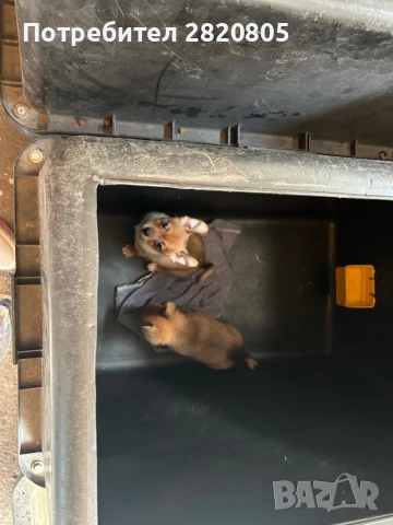 Мини пинчери, снимка 1