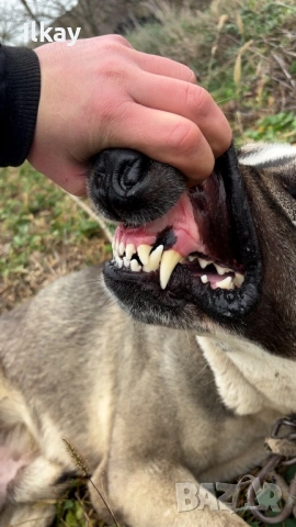 Кавказки Вълкодав, снимка 4 - Кавказка овчарка - 53250940