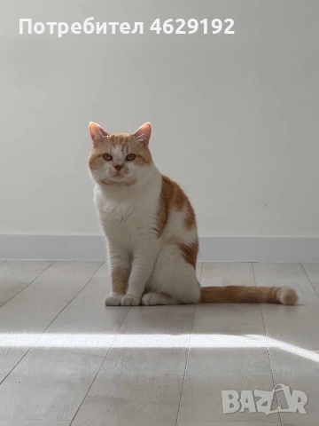 Британски късокосмест с родословие за разплод , снимка 4 - Британска късокосместа - 53873834