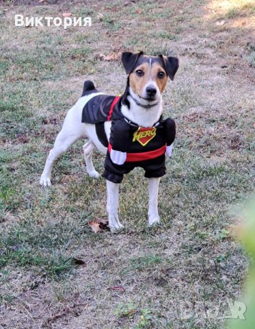 Кучешки костюм Супермен!- Superman / Bathman / Wonder woman/Super Power, снимка 4 - За кучета - 42611193