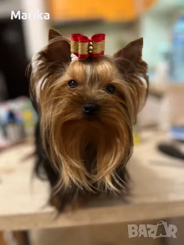 Мини йоркширски териер за разплод