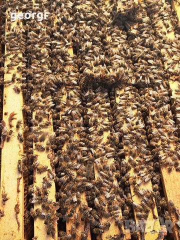 продавам полистиролни кошери ЛР с пчели , снимка 3 - За пчели - 53824243