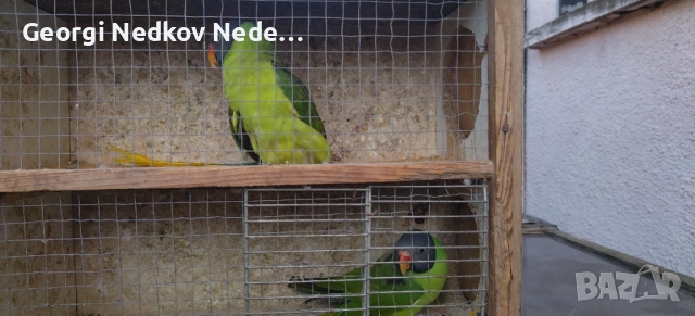 Продавам двойка черноглави александри , снимка 3 - Папагали - 52839235