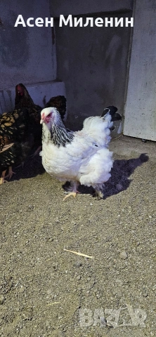 Продавам петел и кокошка брама ако , снимка 4 - Кокошки и пуйки - 53819592