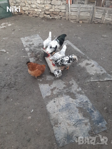 Продавам млади домашни кокошки и петли , снимка 7 - Кокошки и пуйки - 53255211