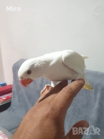 Малък Александър! , снимка 1