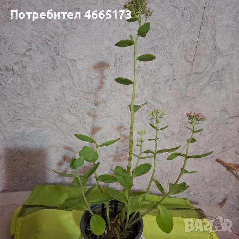 Лечебна Дебела Мара комплект , снимка 6 - Градински цветя и растения - 54580584