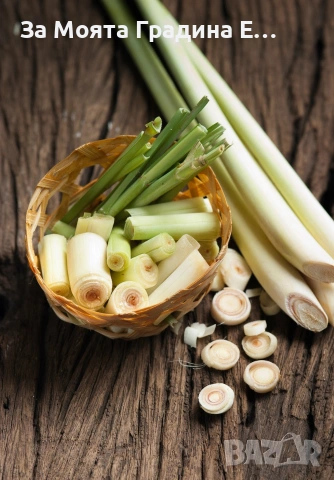 Лимонена трева за чай, настинка и т.н , снимка 11 - Градински цветя и растения - 53635002