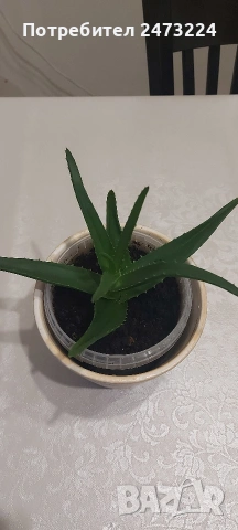 Алоета различни големини , снимка 7 - Стайни растения - 51935522