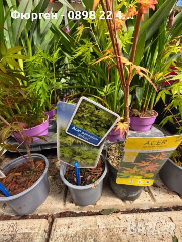 АЦЕР - Японски клен -   Налични 5 вида Студоустойчиви, снимка 15 - Разсади - 34223583