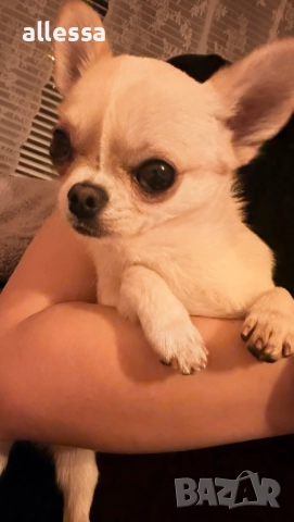Мъжко мини чихуахуа търси дама