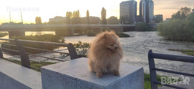 Породист мъжки померан търси своята половинка за разплод, снимка 5 - Търси партньор - 39560113