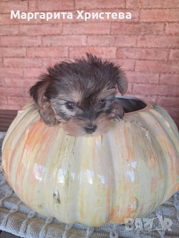 Йоркширски териер , снимка 4 - Йоркширски териер - 52850982