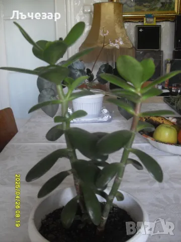 Продавам цвете "Дървото на живота", снимка 4 - Стайни растения - 47162535