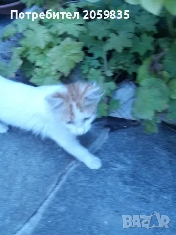 Подарявам малки котета, снимка 5 - Други - 55603148