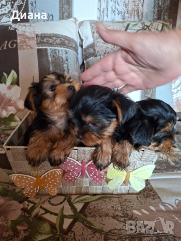 Йоркширски териер, снимка 2 - За кучета - 53807881