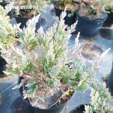 Хвойна Блу Чип, Juniperus hor. Blue Chip , снимка 6 - Градински цветя и растения - 39298508