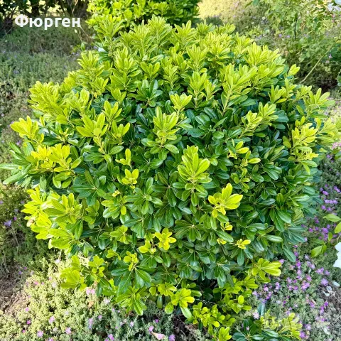 Питоспорум (Pittosporum) – Вечнозелена елегантност и неповторим аромат, снимка 6 - Разсади - 56240218