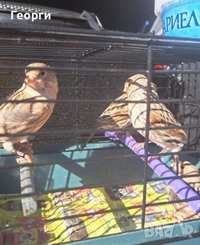 Канари черно-червена мозайка, снимка 2 - Канари - 52105343