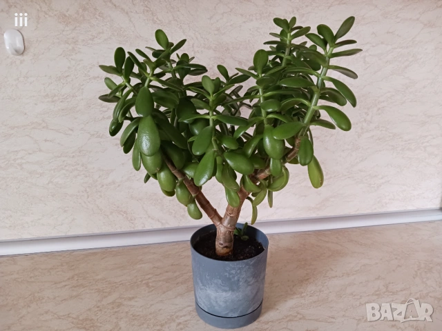 Дърво на живота - Красула - Дърво на парите, снимка 3 - Стайни растения - 53126431