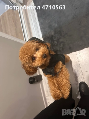 Той пудел мъжко кученце за разплод, снимка 2 - Пудели - 53230703