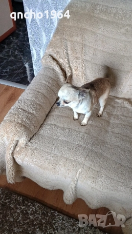 чихуахуа женска 