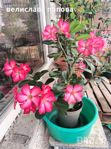 Адениум / пустинна роза/, снимка 1