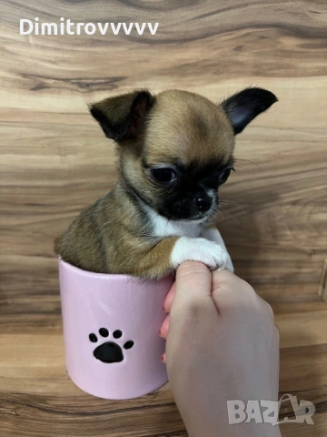 Продавам мини чихуахуа , снимка 2 - Чихуахуа - 53486347