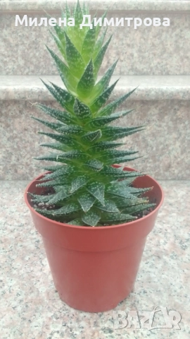 Епипремнум - Дяволски бръшлян / Хавортия , снимка 6 - Стайни растения - 50913536