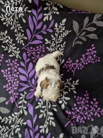 Ши тцу -момче, снимка 5 - Ши Тцу - 53200286