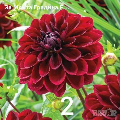 Далия коренище, снимка 2 - Градински цветя и растения - 49489656