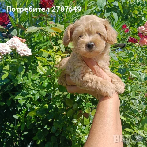 Малтипу момичета и момчета, снимка 4 - Пудели - 56005581