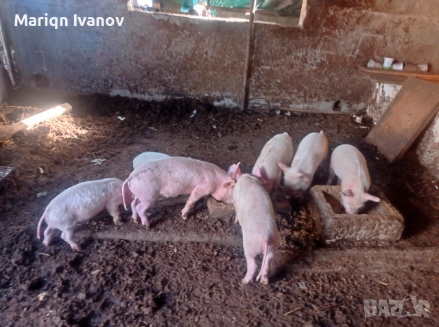 Малки прасенца 