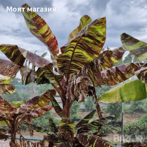 Червен Банан - Декоративен, снимка 2 - Градински цветя и растения - 53650047