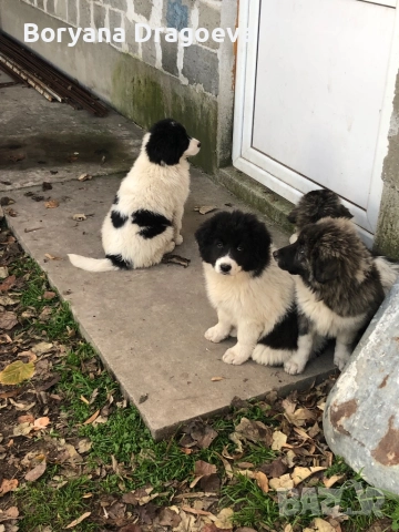 Каракачани