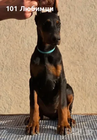 Добермани с родословие, снимка 6 - Доберман - 47454858